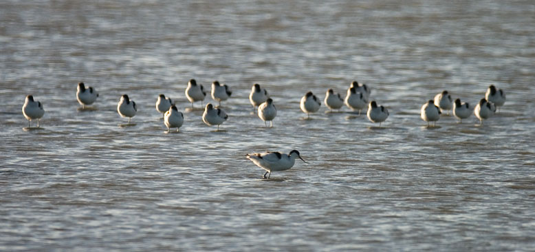 Avocette
