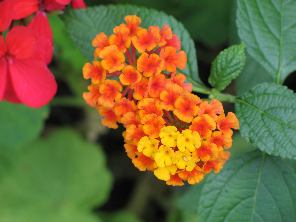 Microscopici fiorellini arancioni