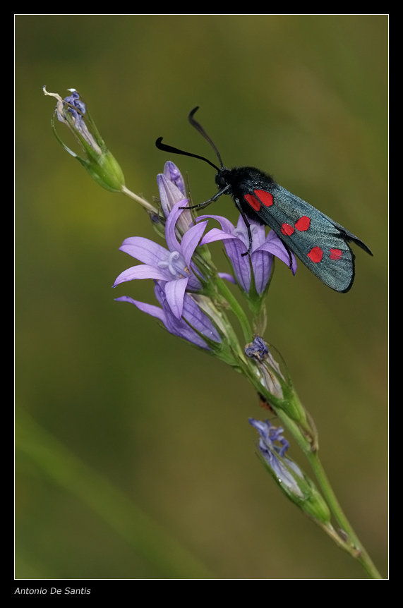 Zygaena ........ (?)