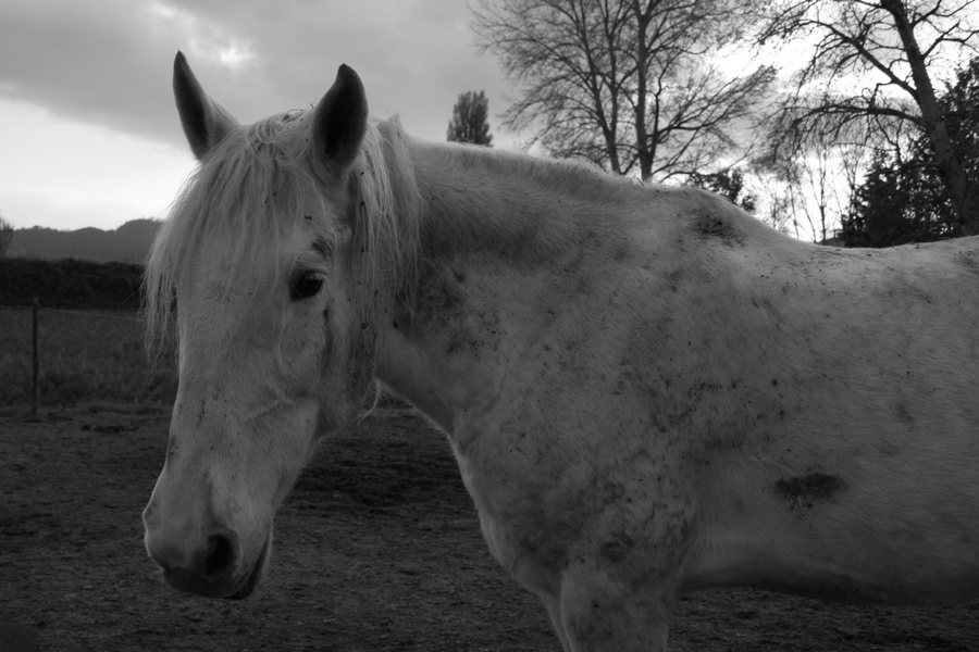 the dirty horse's sadness