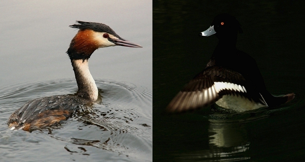 Zva(sso) e Moret(tta)