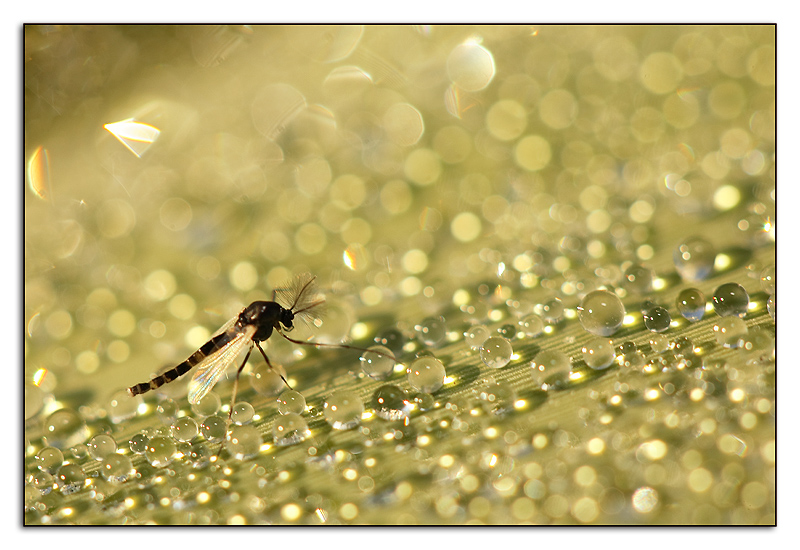 ciuffo in controluce