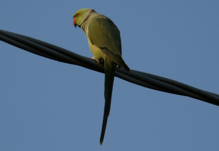 Parrocchetto dal collare, Psittacula krameri