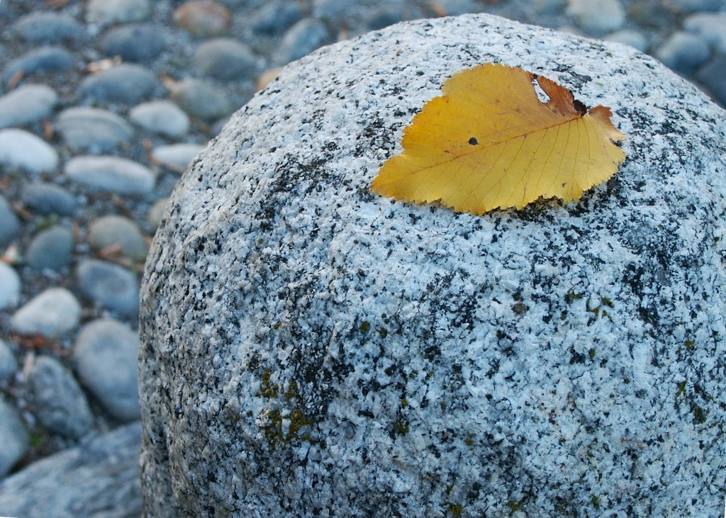 Un'altra foglia si � staccata