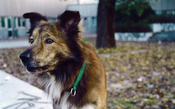 ... se t'acchiappo....