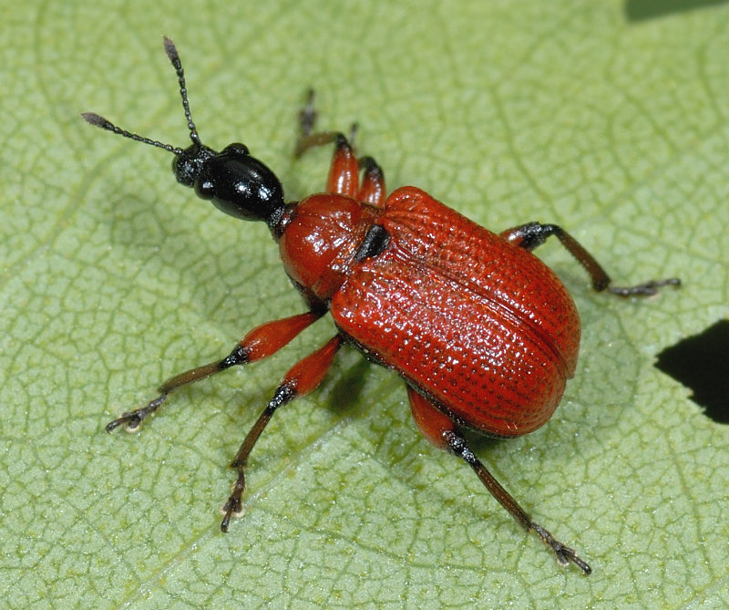 Apoderus coryli