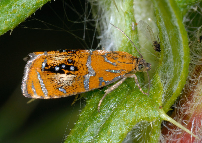 Olethreutes arcuellus