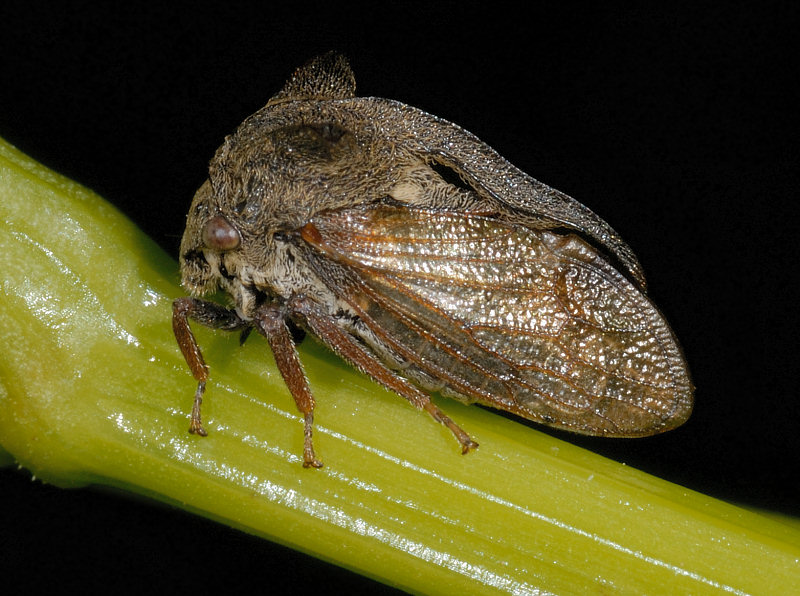 Centrotus cornutus