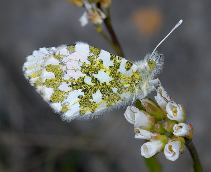 Anthocharis cardamines