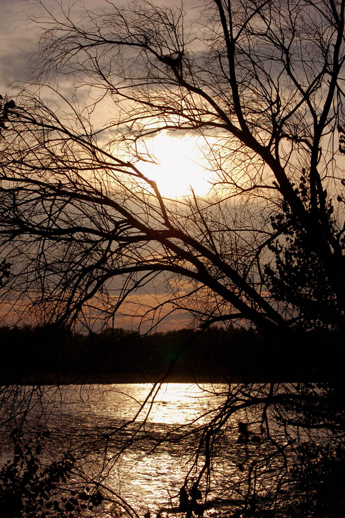 Il sole tra gli alberi