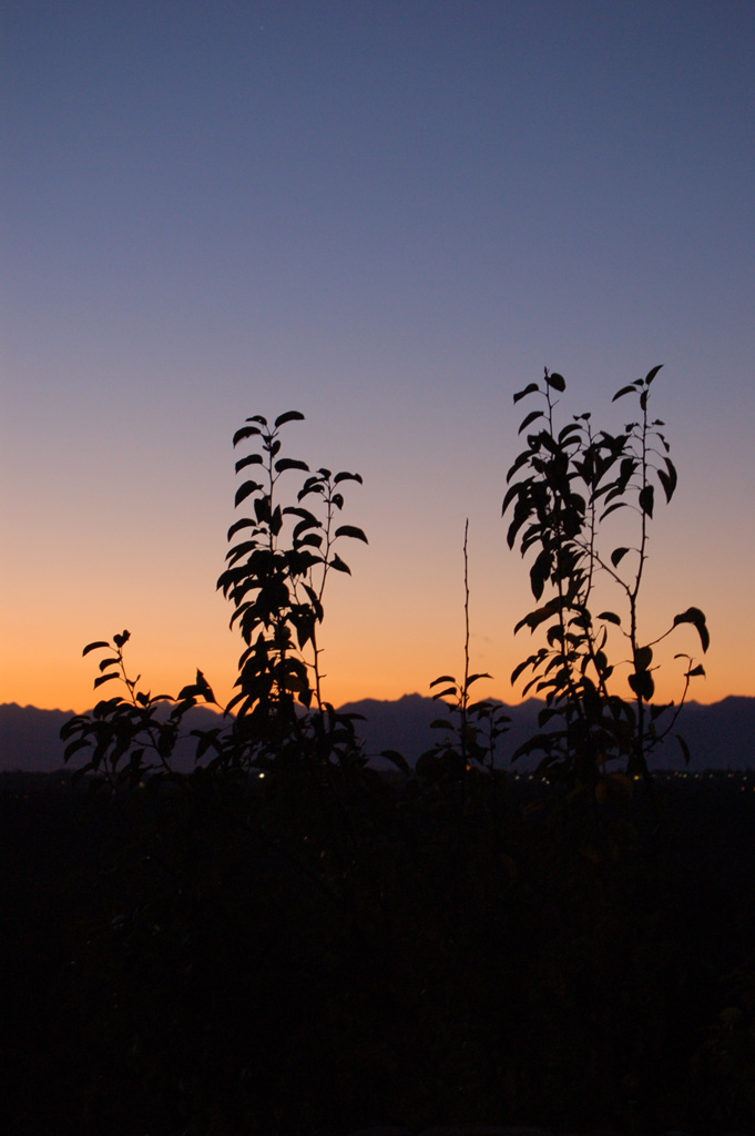 Piante controluce