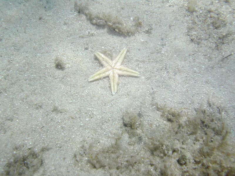 Coolpix775 con scafandro