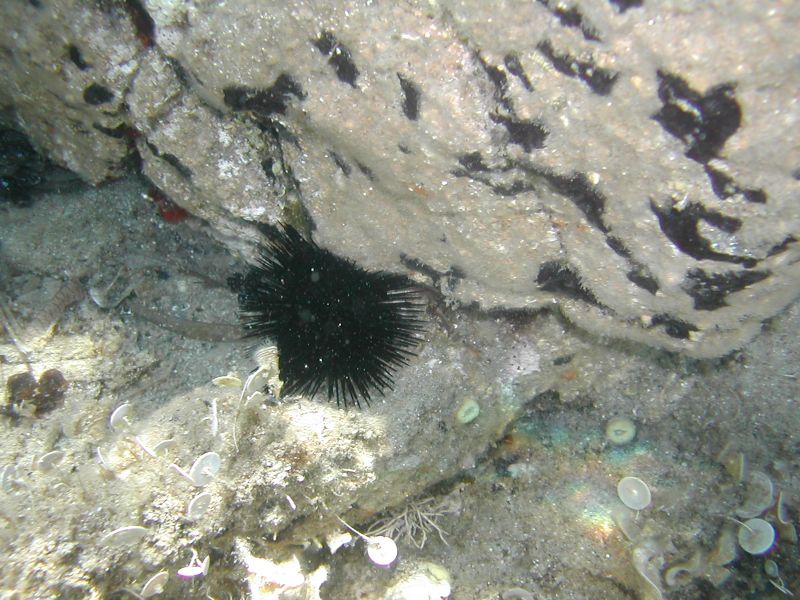 Coolpix775 con scafandro