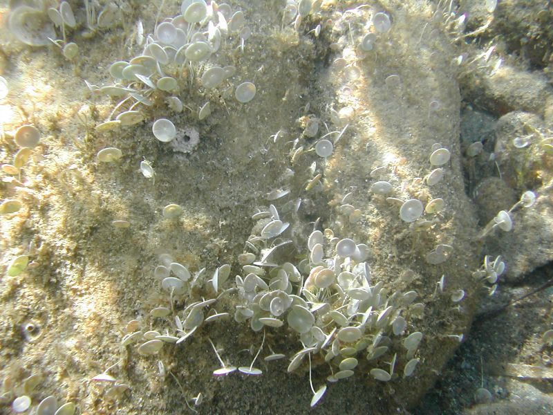 Coolpix775 con scafandro