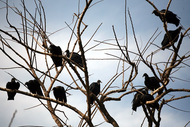 guardiani della morte