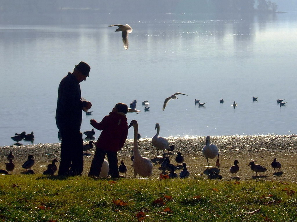 Il dolce risveglio del lago