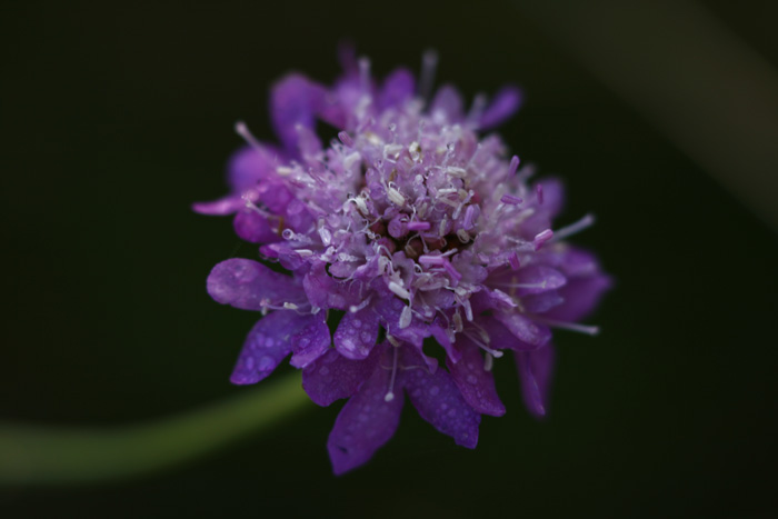 fiorin fiorello anche mi..