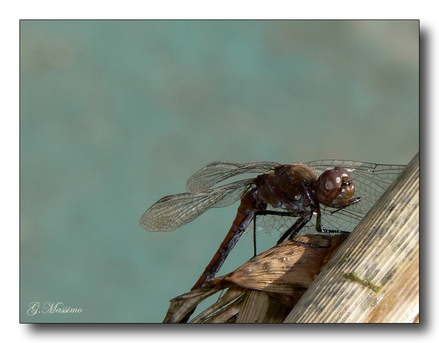 Libellula 2