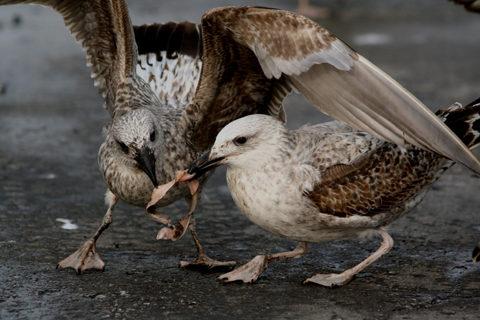 La carne � debole ma il pesce � forte !