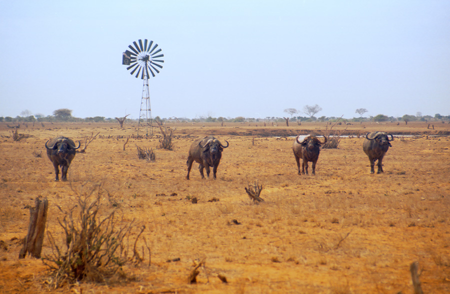 Savana