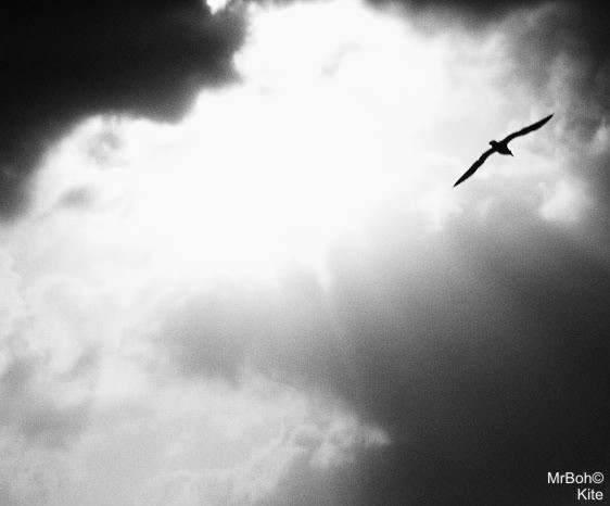 Kite