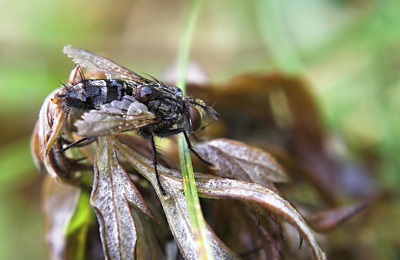 anche io ho la mia mosca