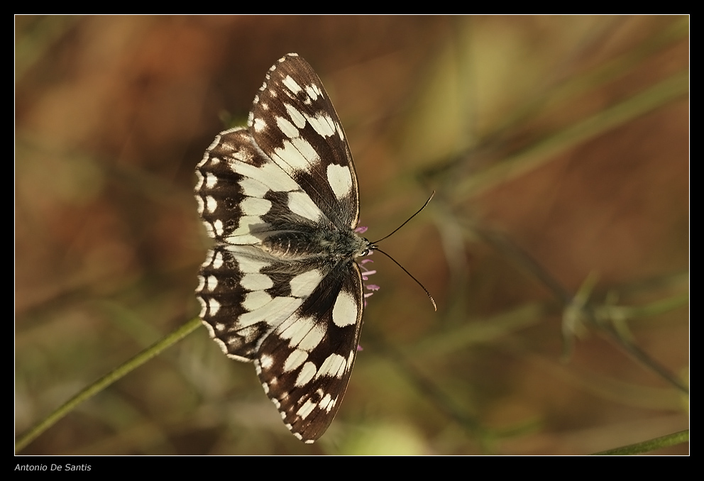 Melanargia galathea