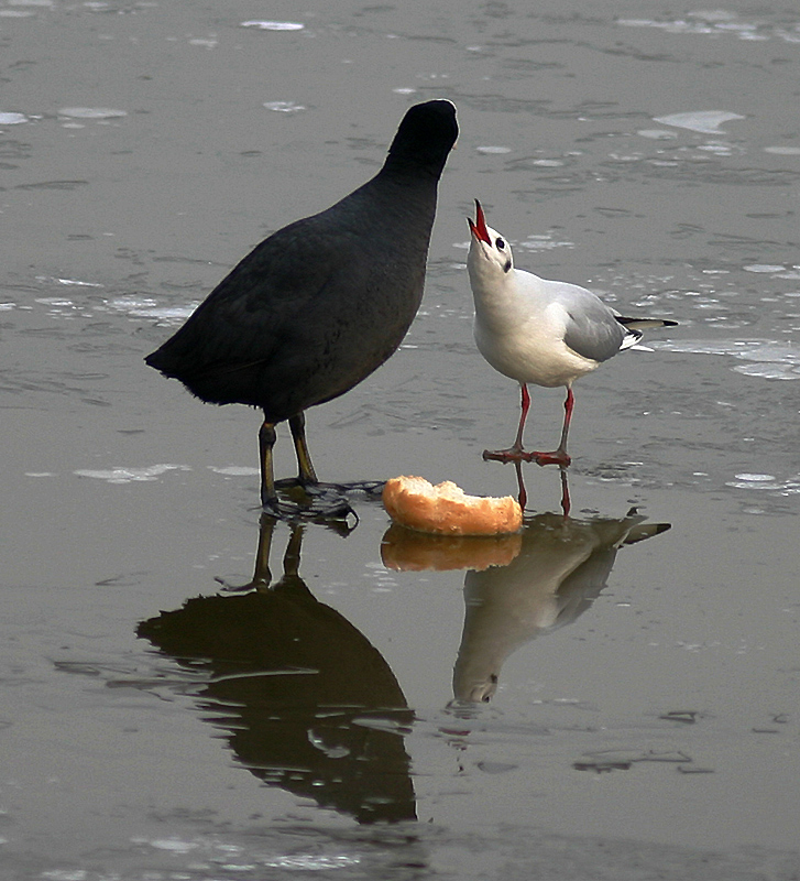 foto 22-- fotofumetto colazione sul ghiaccio