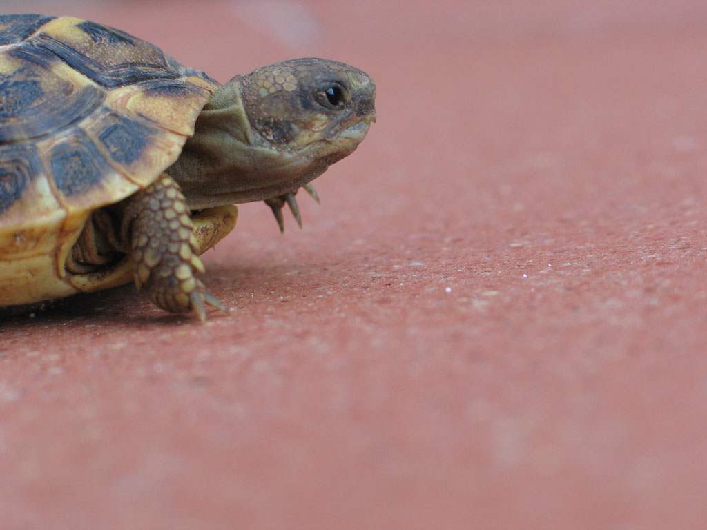 la mia tartarughina 2