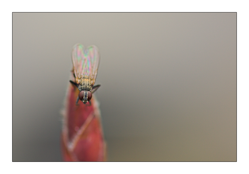 fantasma di donna nuda