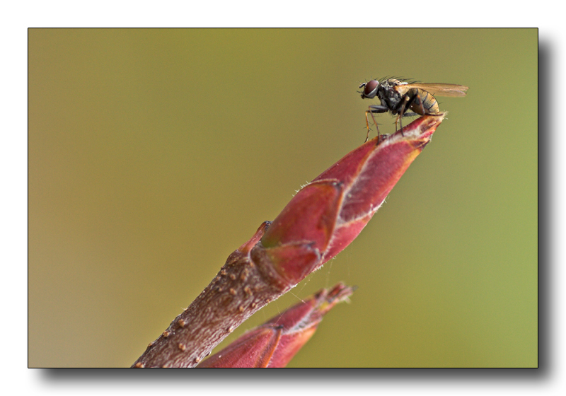 seduta sullo scettro