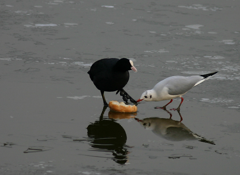 Foto 23)  foto-fumetto