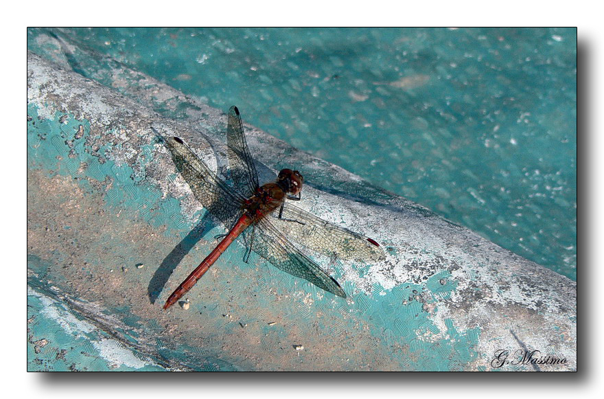 sulla cresta dell'onda di telo