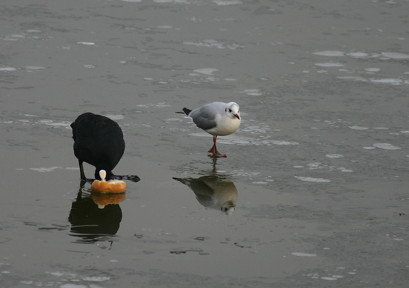 foto-fumetto foto 24