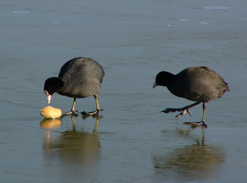 foto 25 colazione sul ghiaccio-fotofumetto a puntate