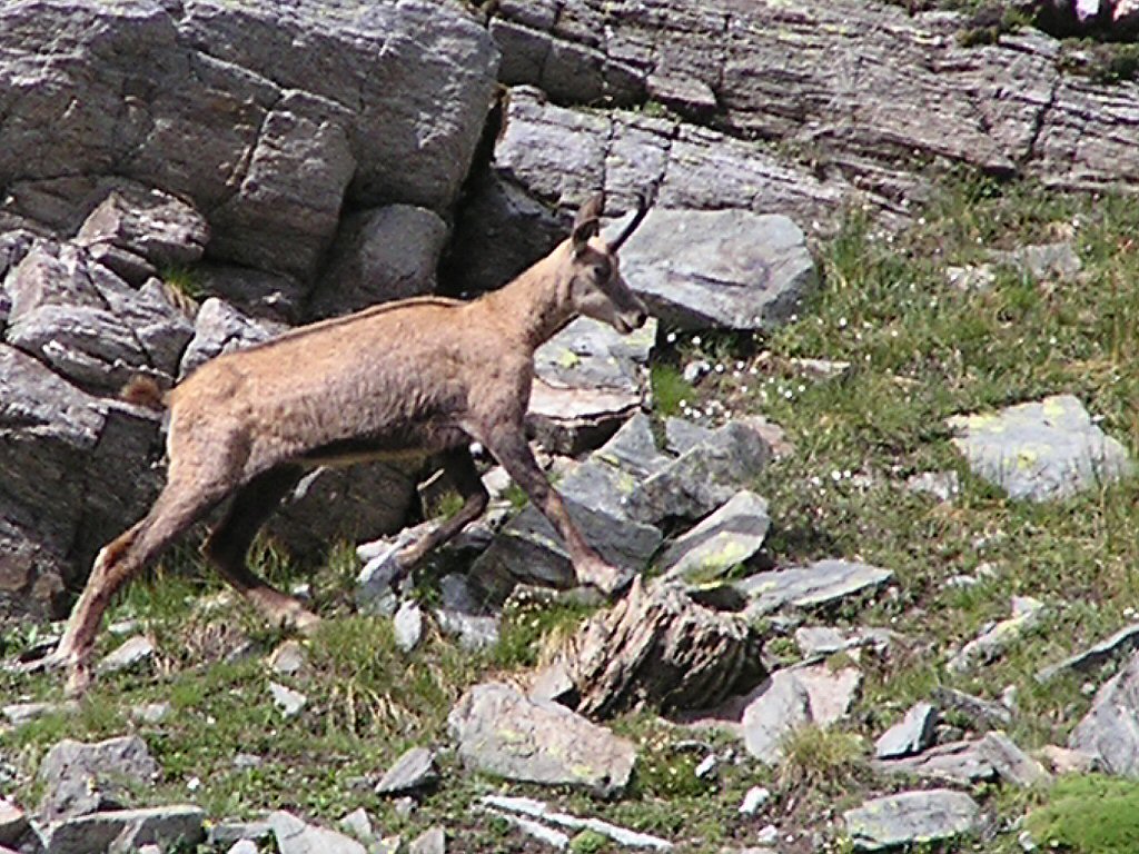 UN'ALTRA AMICA DEI MONTI!