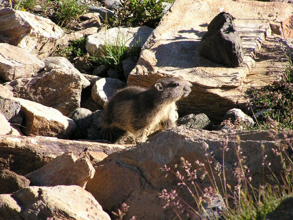 UNA PICCOLA MARMOTTA!