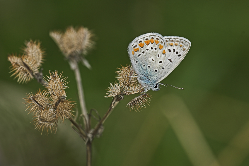 licenide sull'erba secca