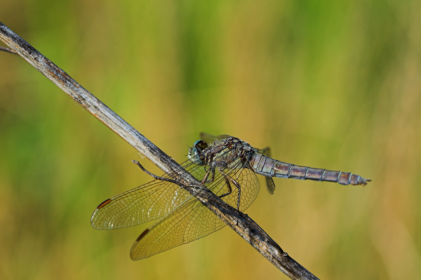 libellula con sfondo estivo