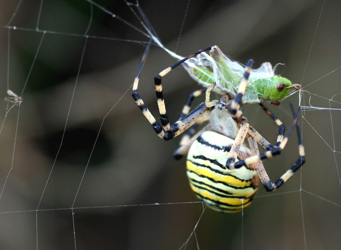 Argiope fasciata