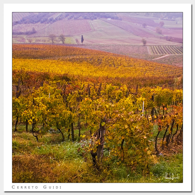 Vigne a Cerreto Guidi