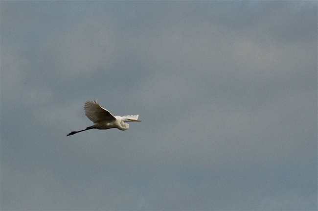 Airone Bianco Maggiore