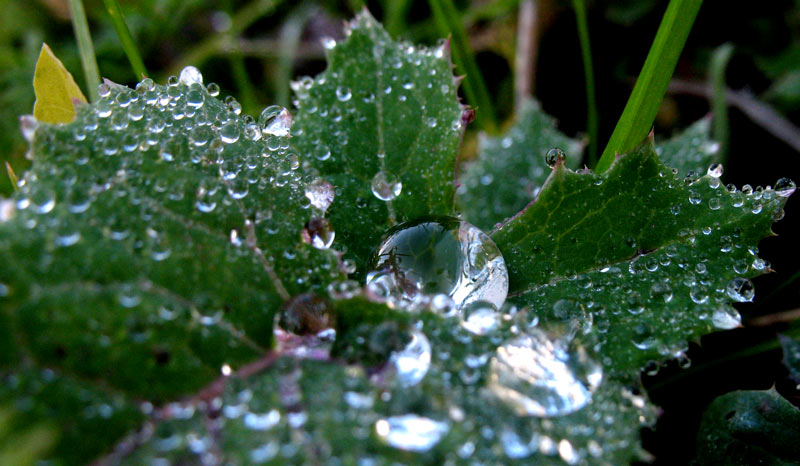 ...mamma goccia con le goccine