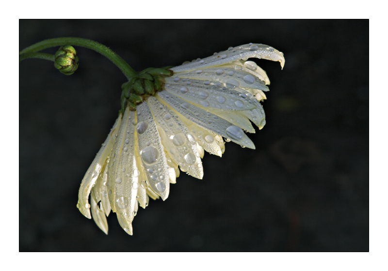 bianca piange ancora
