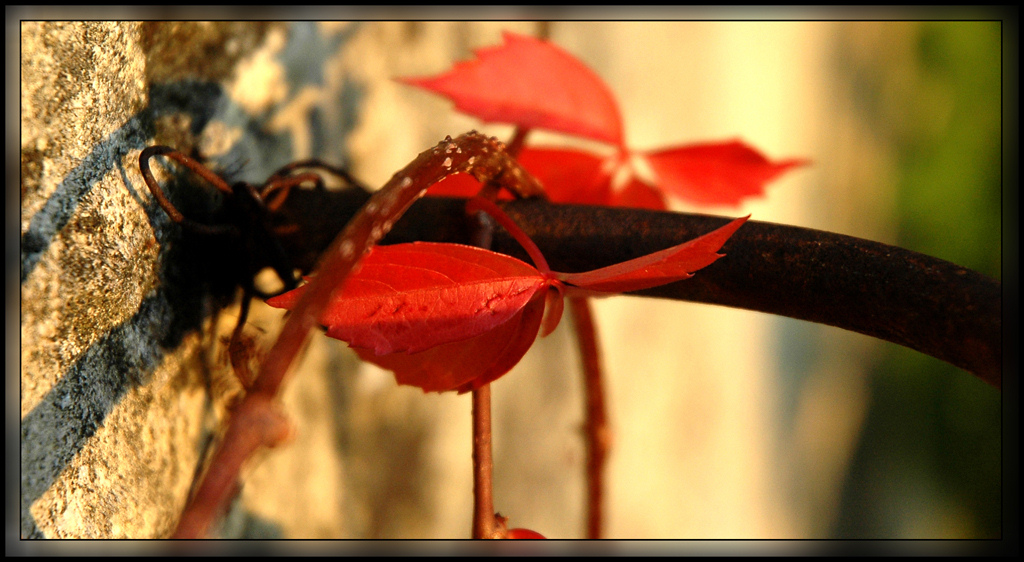 Rape me, my friend...