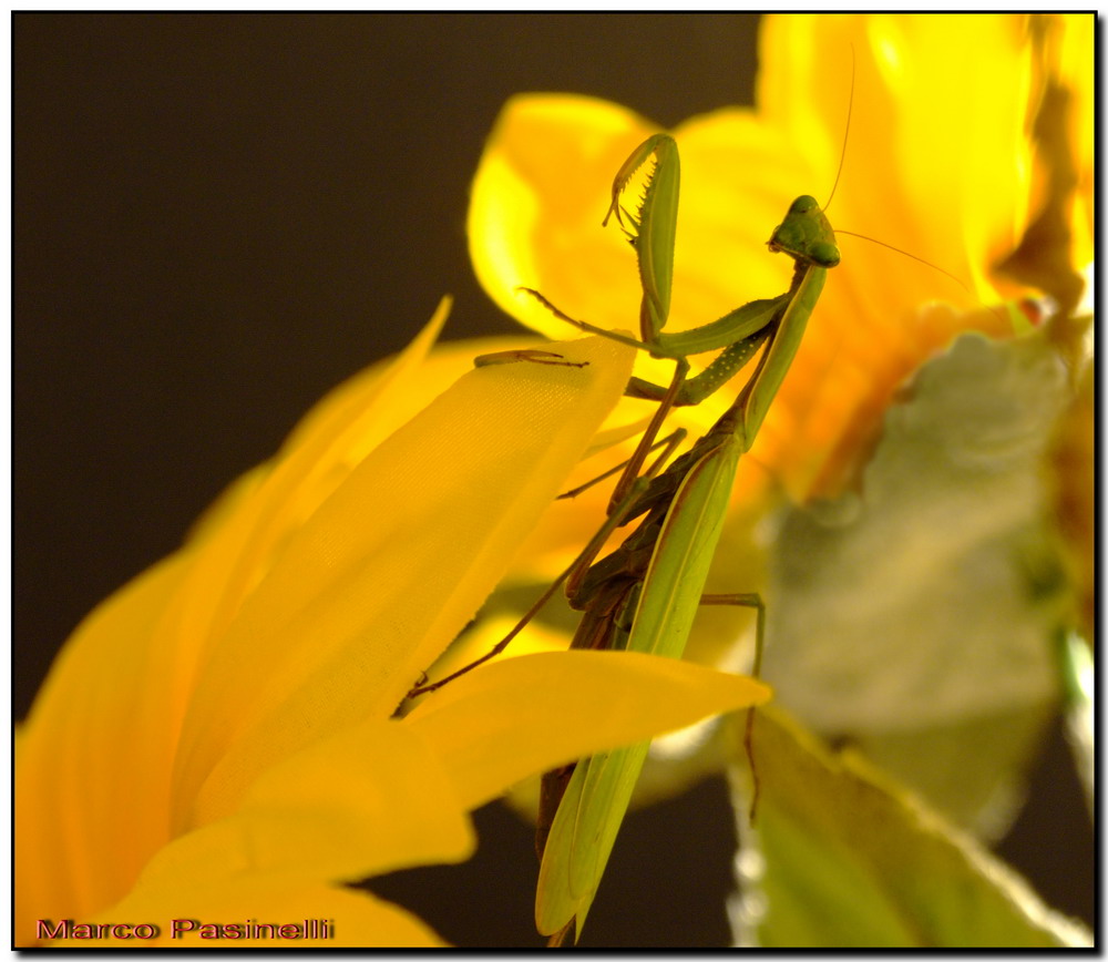 una modella religiosa