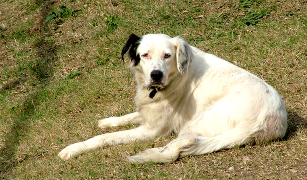 Ma che stai guardando me?