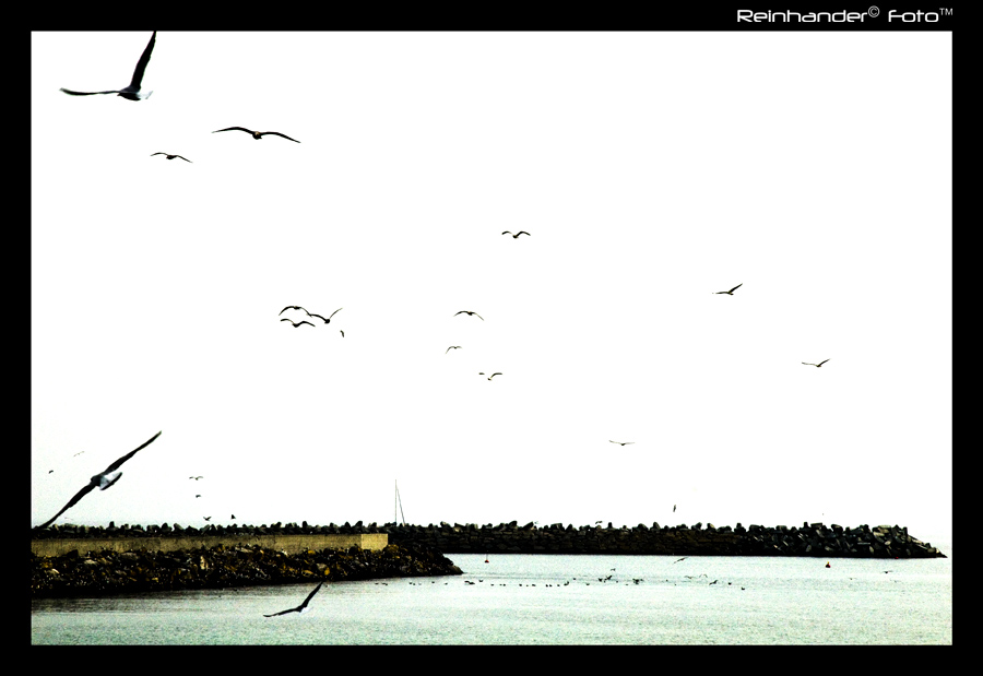 Gabbiani in bianco II