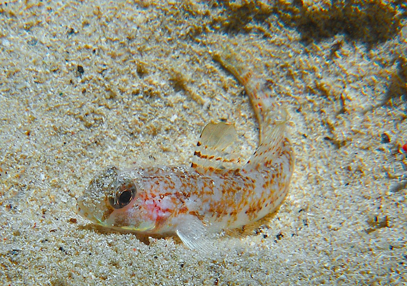 QUARTO CLASSIFICATO: MI NASCONDO ANCH'IO