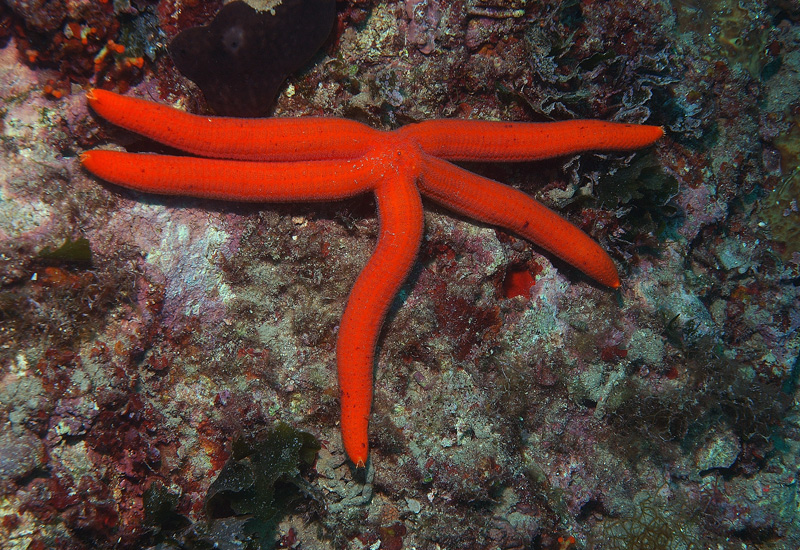 FINALMENTE ANCH'IO UNA LIBELLULA: VE LA DEDICO